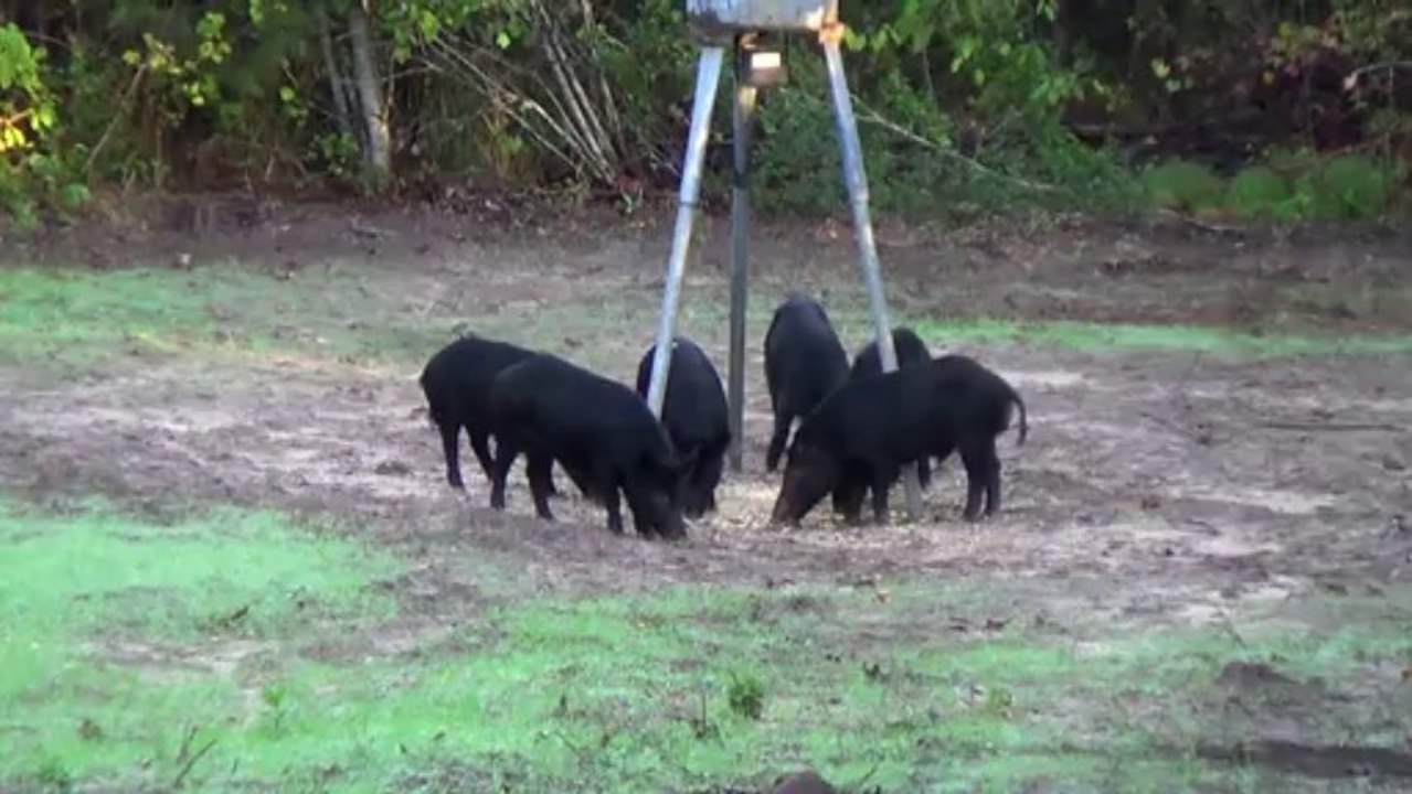 Hogs