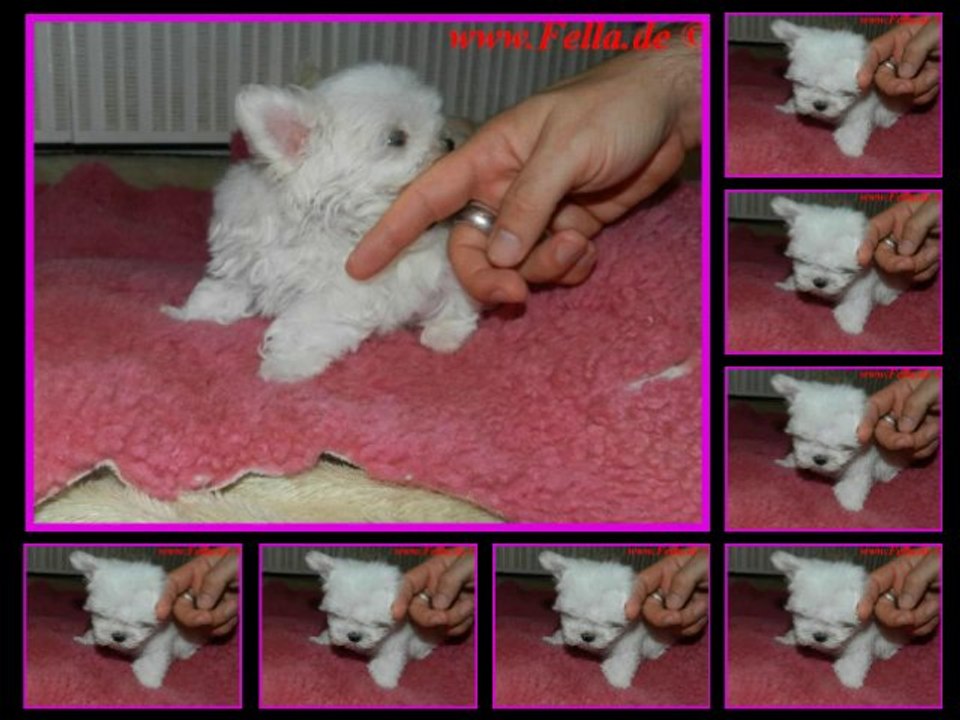 Jadore Joys von Rosenholz Malteser Hund 05.11