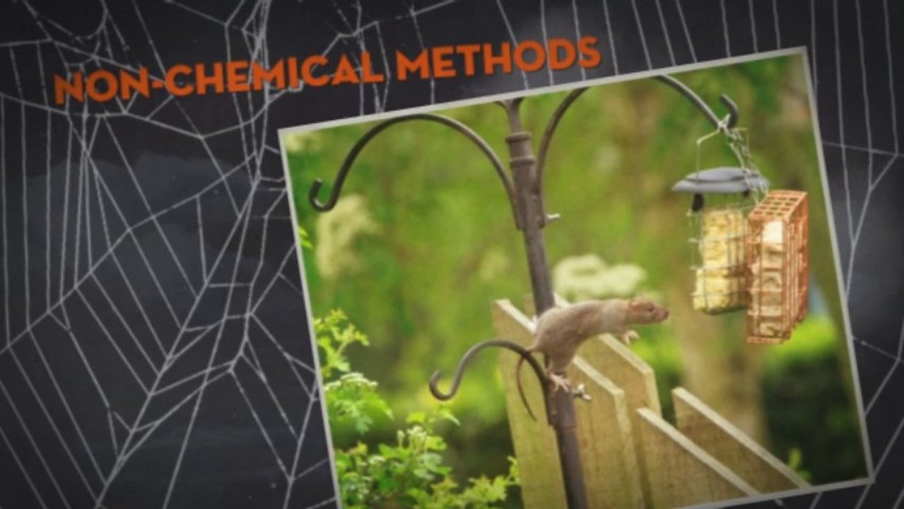 Total Pest Management - Pest Control Milton Keynes