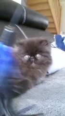 imeo des joyaux de bast 9 semaines