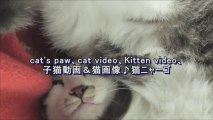かわいい肉球♪ラブリーなミャミオ君！  cat's paw、cat video、猫ニャーゴ■cat25.net/