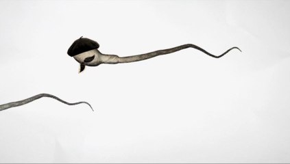 "Le taux de fécondité des Anglais a dépassé celui des Français"