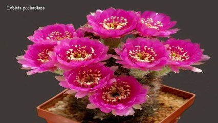Cactus Beauty In Bloom (PP720)