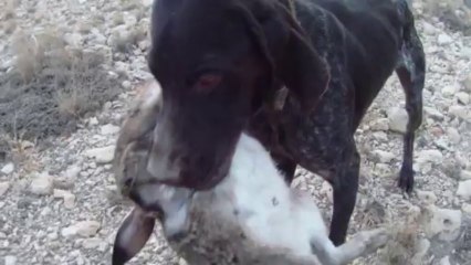 davşancı harun..drahthaar avköpeğim poyraz. tavşanın vuruluş anı ve tavşan aportu