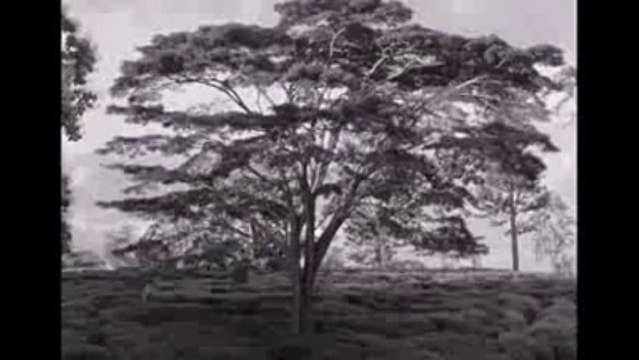 tabu online 2013 PL cały film oglądaj za darmo ekino