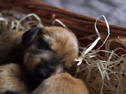 bébés teckel nain poil dur