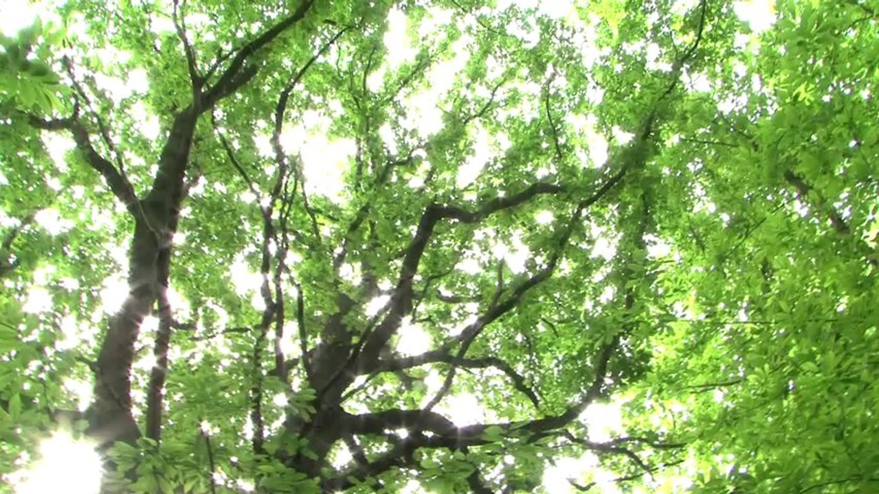 ENS du Val d'Oise : La forêt de l'Hautil