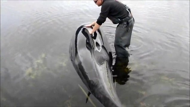 Two Fishermen Help Killer Whale Beached On Rocks
