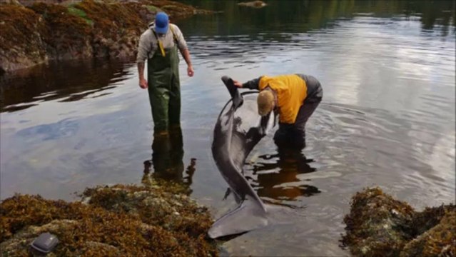 2 pêcheurs aident un Orque échoué à regagner la mer!