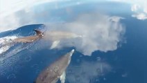 Des dauphins nagent dans le Ciel. Magnifique