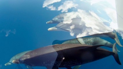 Des dauphins dans le ciel (GoPro)