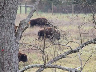 Battelle Darby Creek Metro Park and Nature Center with bison - Galloway Ohio