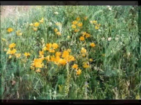 Hasret GÜLTEKİN-Bir İnsan Ömrünü Neye Vermeli