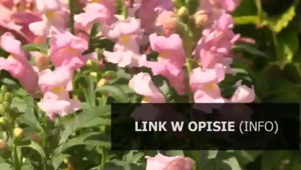 sleeping dogs działający crack+spolszczenie