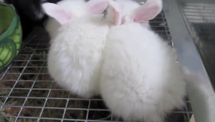 Tải video: Thirsty Baby Bunnies. They LOVE MILK!