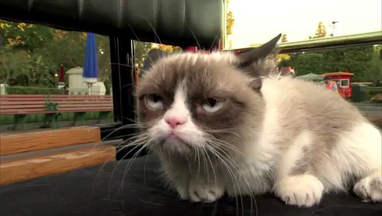 Grumpy Cat Meets Grumpy At Disney