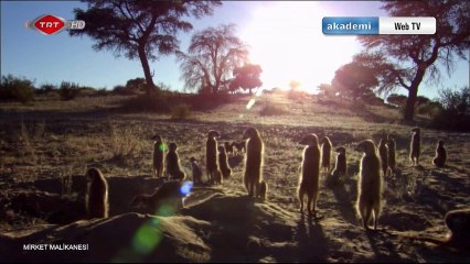 HD Belgesel -  Mirket Malikanesi