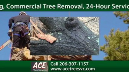 Seattle Tree Removal | Bellevue Tree Trimming Call 206-307-1157