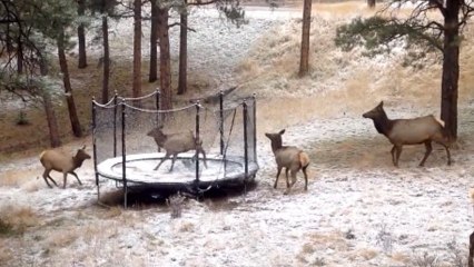 An Elk Tries Out A Trampoline In Colorado