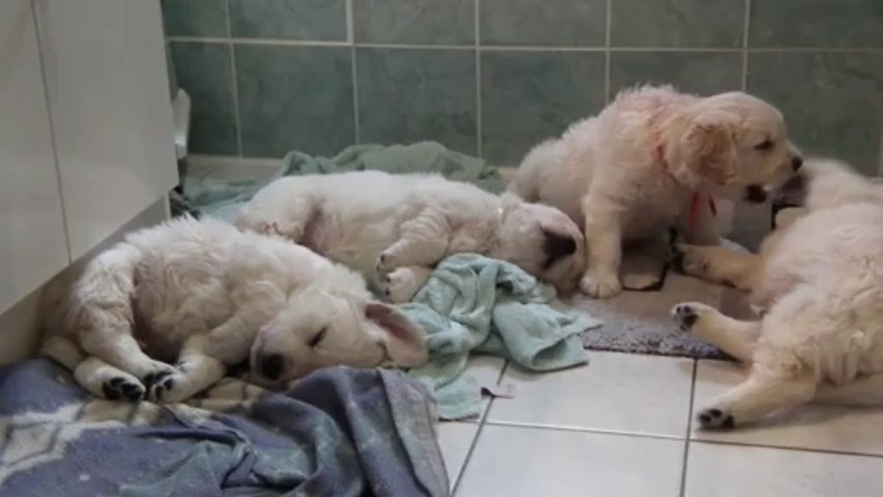 Chiots golden retriever à 5 semaines - 1