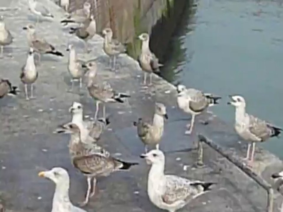 oiseaux de mer