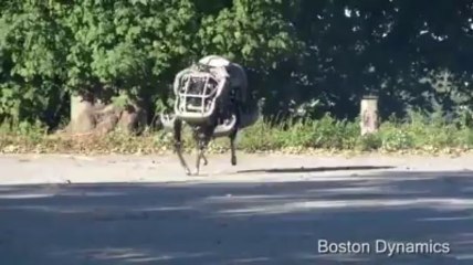 Amazing Wild Robot Cat | www.itblow.com