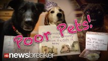 POOR PETS!: Vets Shame Owner for Taking Funny Pictures and Hurting Pet?s Feelings