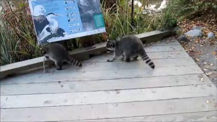 Apparition de ratons