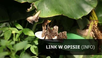 ostatni odcinek 13 edycji tańca z gwiazdami