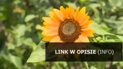 generator mgły terrarium