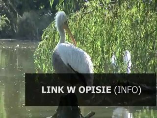 darmowe aplikacje dla lg kp500