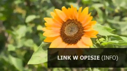 ubuntu aktualizacja z 10.04 do 12.04