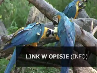 patch 1.4 do sleeping dogs chomikuj