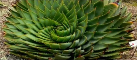 LA VERITE LIBRE épisode 1 Démonstration de l'existence d'un créateur par le nombre d'or. 1ere