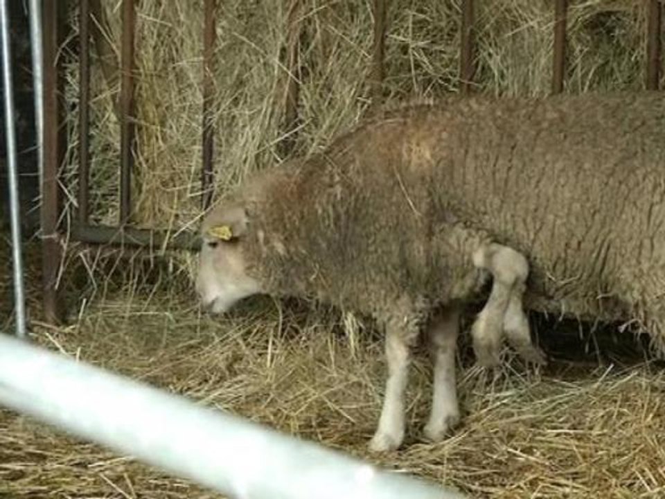 Insolite: un mouton à cinq pattes mis en vente sur le net - 07/11