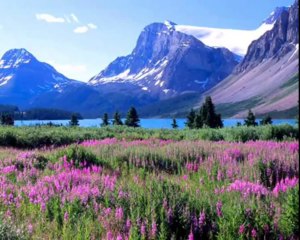 Frank Pourcel - Morir de Amor