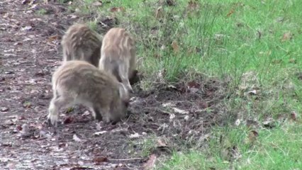 Rencontre avec les marcassins