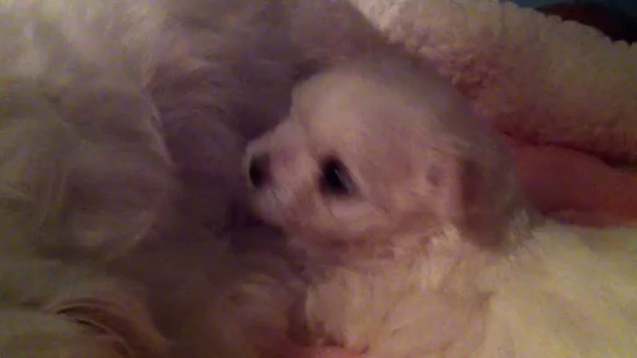 Jadore Joys von Rosenholz 09.10 (2)