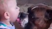 Cute Dogs and Babies Kisses - awesome compilation!