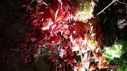 Michener Art Museum | Doylestown Wedding | Allure Films