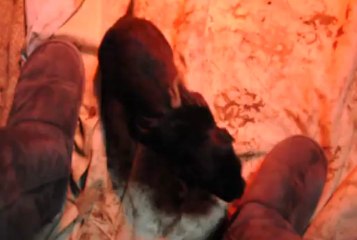 PREMIèRE VIDEO  PORTEE DU 15 DECEMBRE 2013