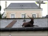 Un cerf coincé sur le toit d'un garage