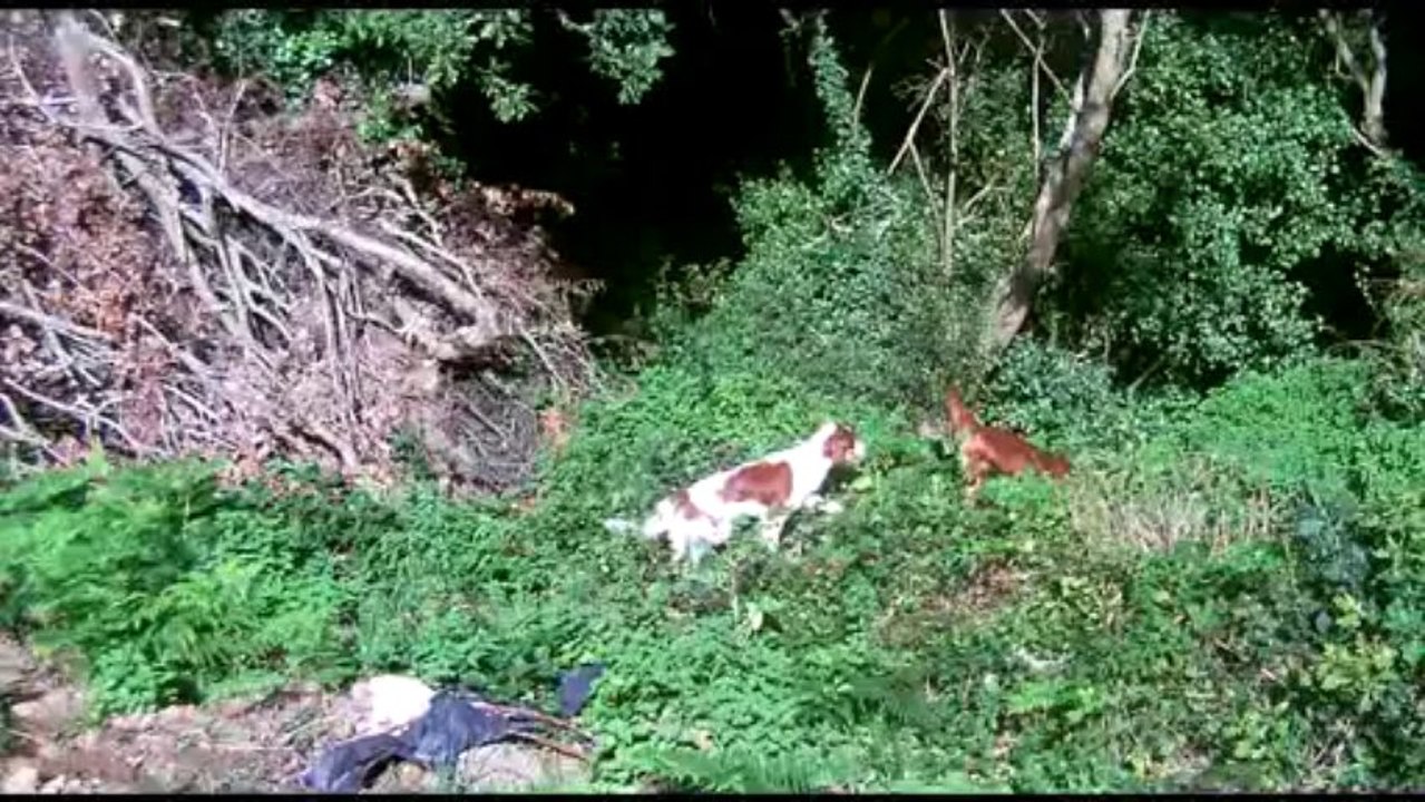 BALLADE A LA CAMPAGNE AVEC DEUX SETTERS IRLANDAIS DANS LES COTES D'ARMOR LE06/10/13