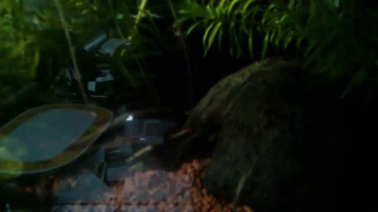 Purpurprachtbarsch Eltern Brutpflege Teil 1