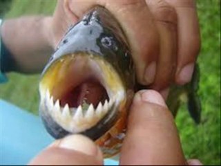 Chanson FAIS COMME L' OISEAU