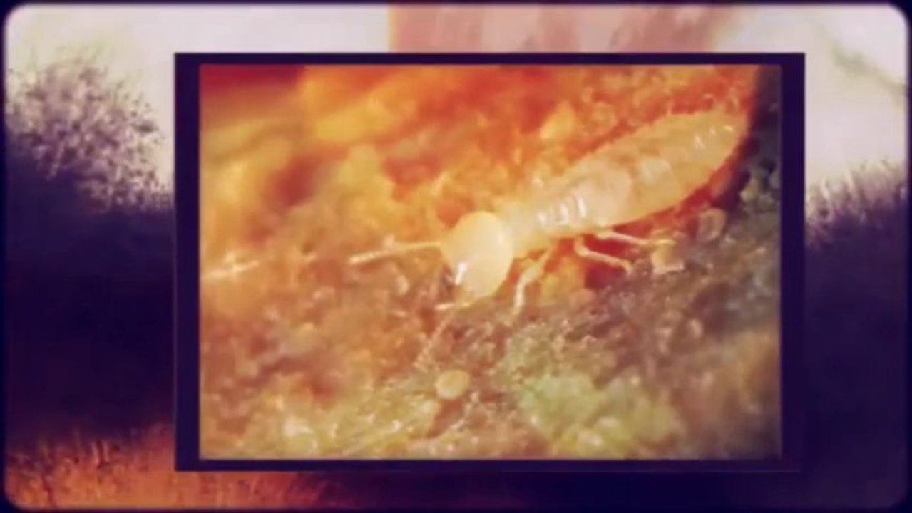 Riverside Pest Control, Inc. (352) 314-0030