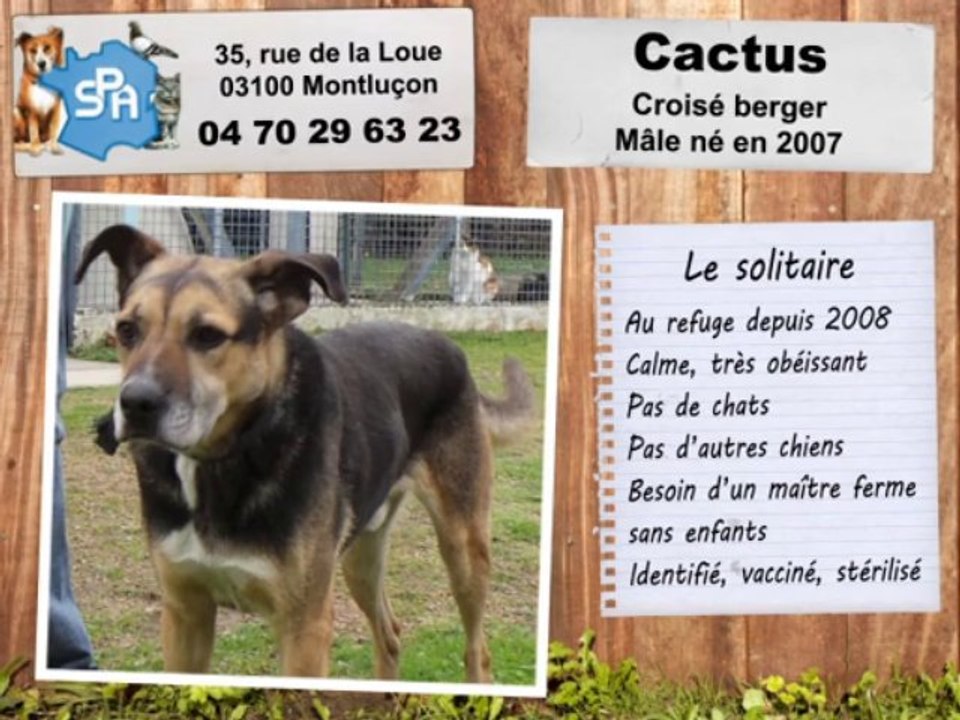 Cactus, croisé berger : adopté