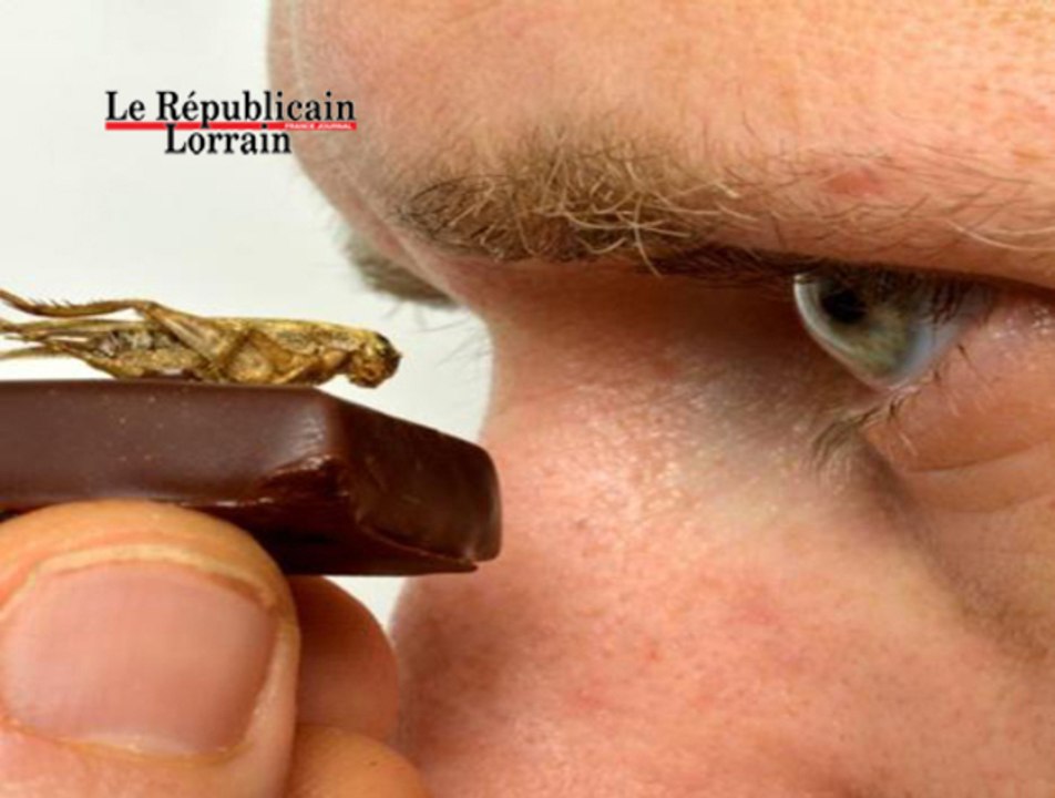Les insectes fondent pour le chocolat à Villers-lès-Nancy