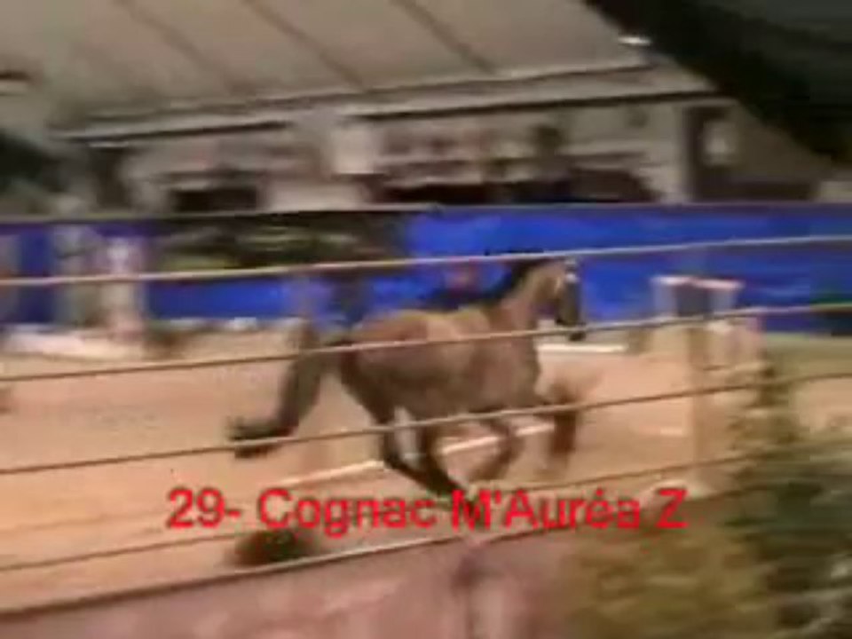 29_Cognac M'Auréa