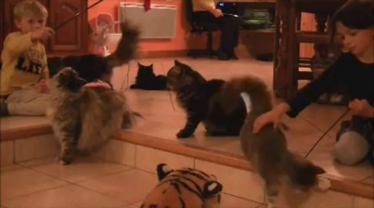 Les Chats de la Chatterie des Lynx d'Amarine